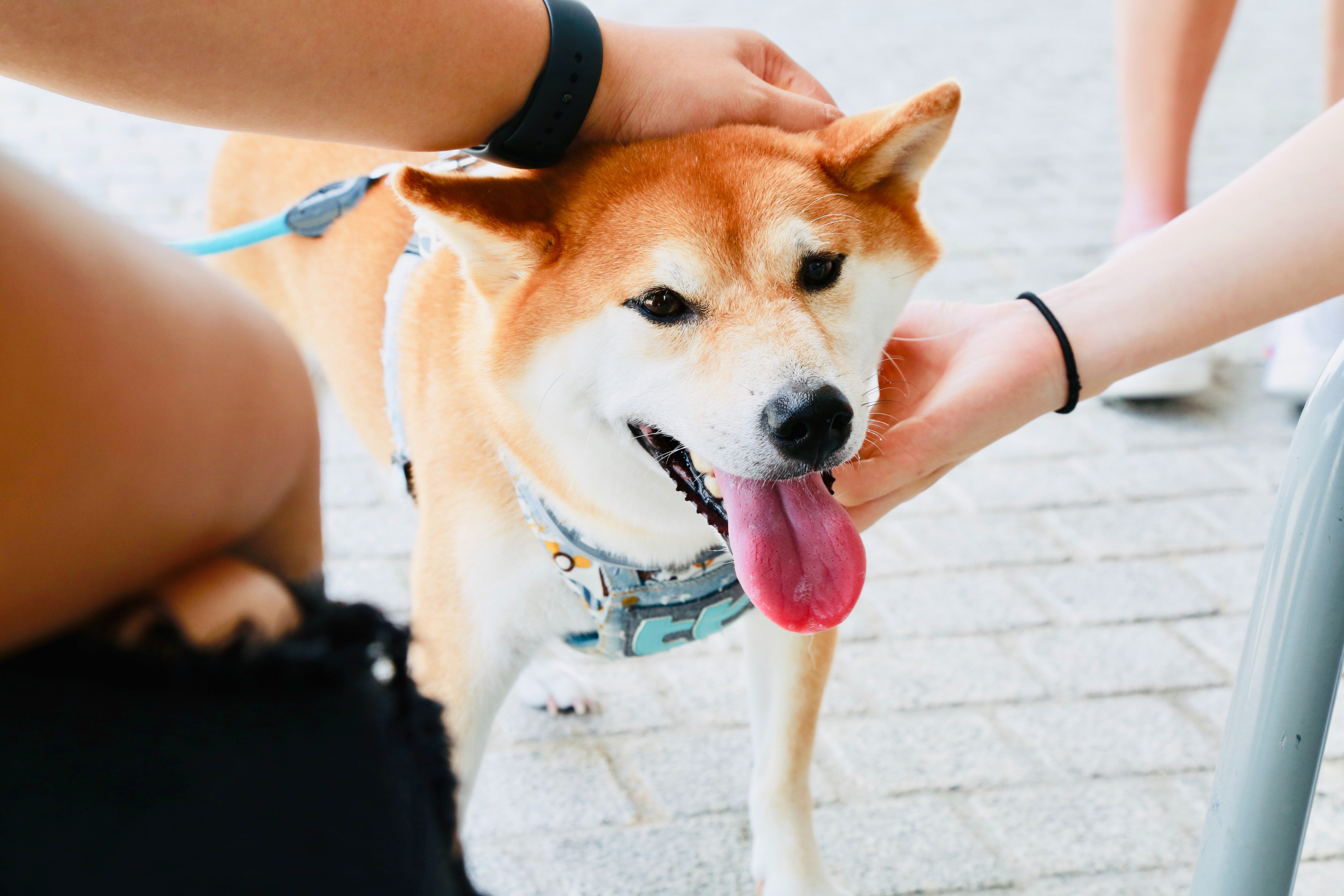 Shiba Inu Crypto News : Someone Just Minted A Doge Themed ...