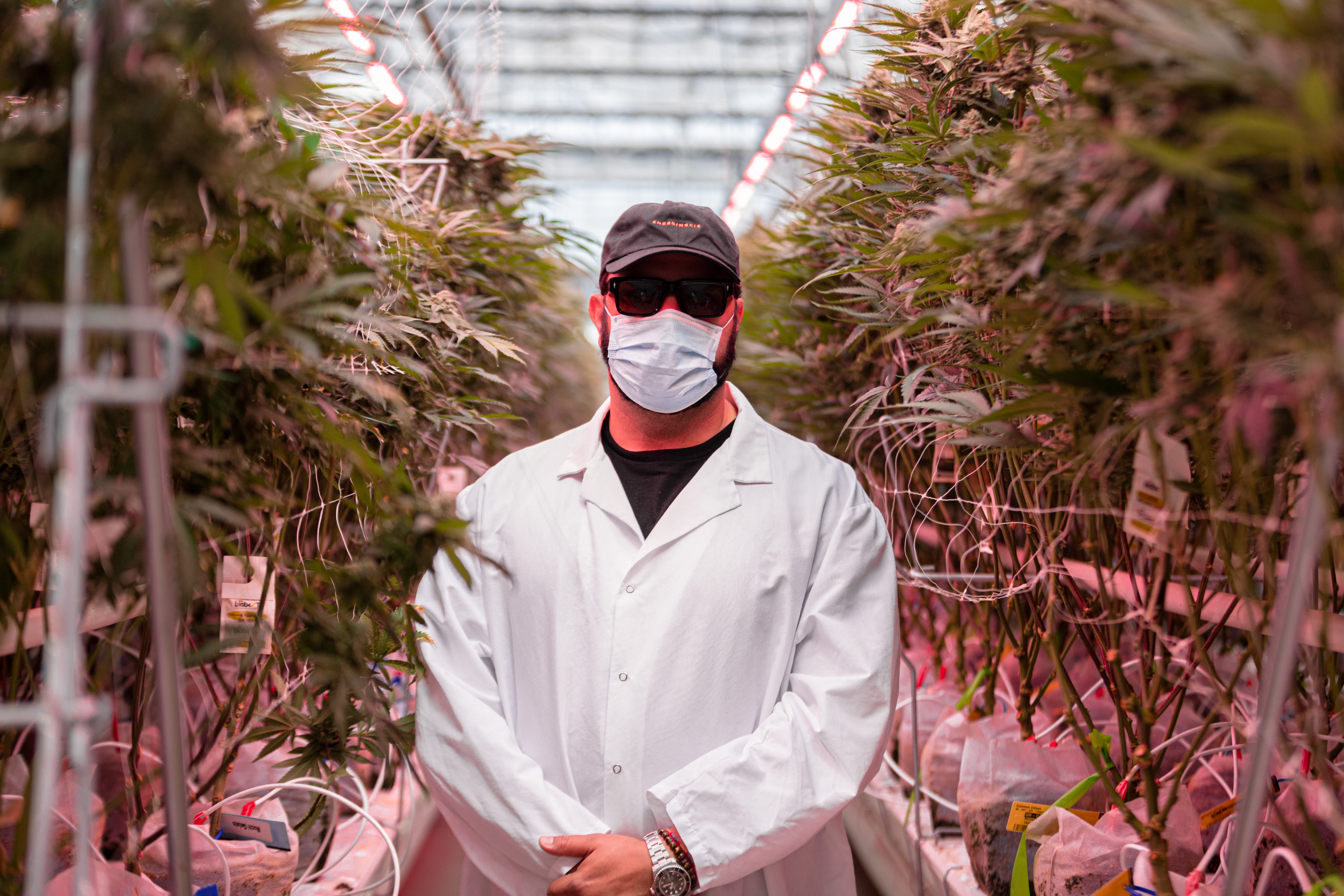 Common Citizen Partners Up With Sherbinskis To Grow Its Cannabis In Michigan