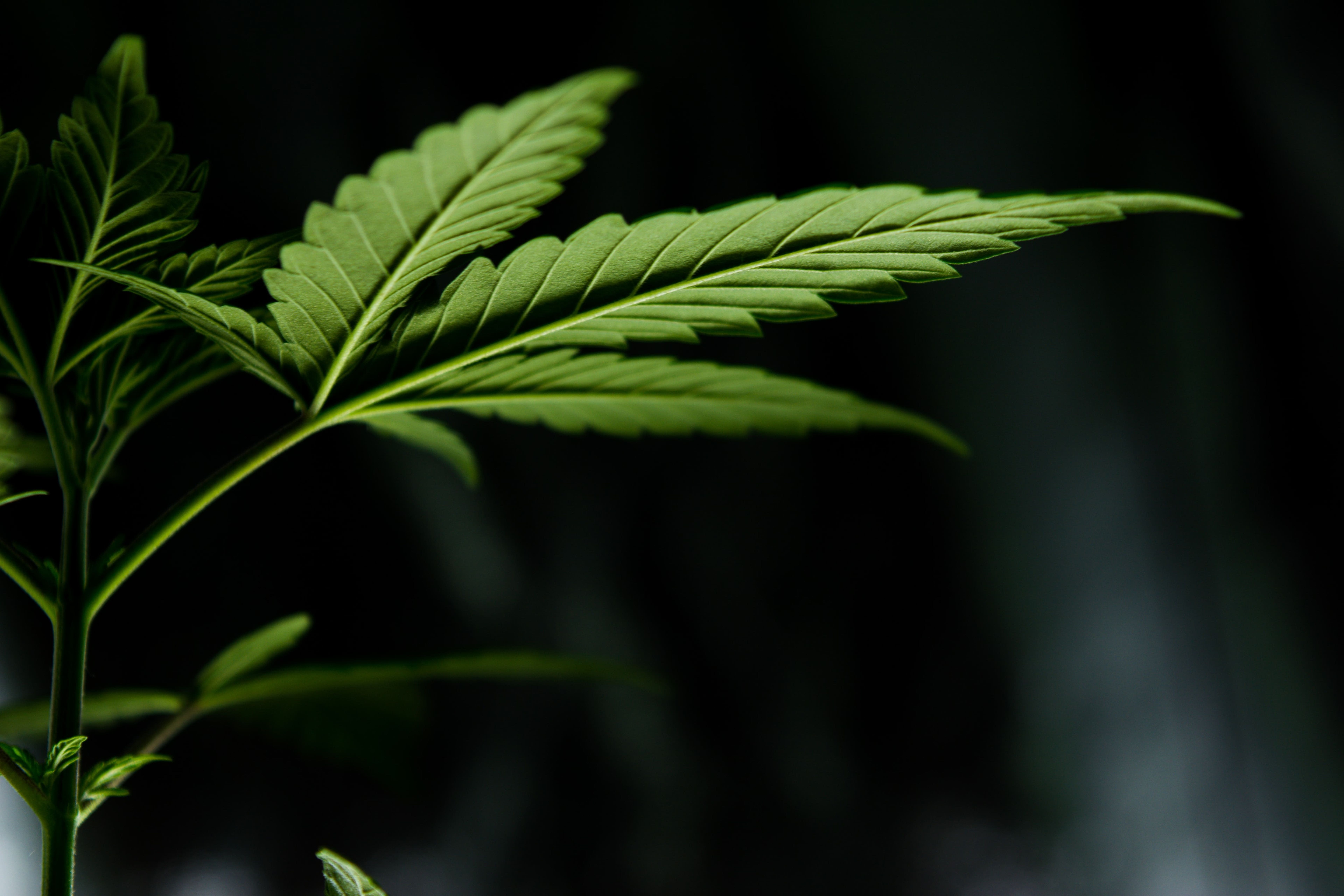 Cannabis Fintech Company POSaBIT Reports Record Performance In 2020: What Investors Need To Know