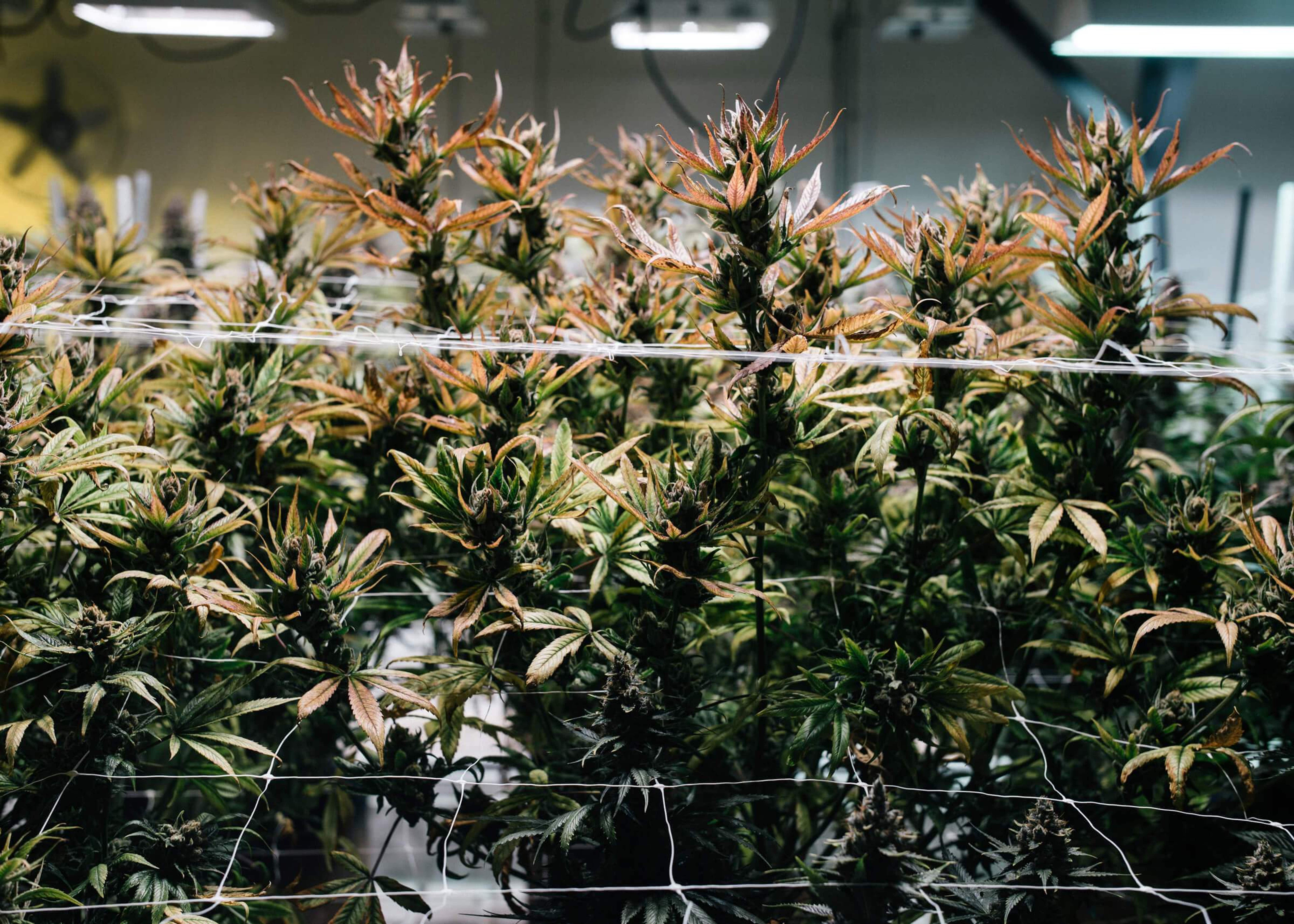 Photo Tour: 4 Exceptional Cannabis Farms
