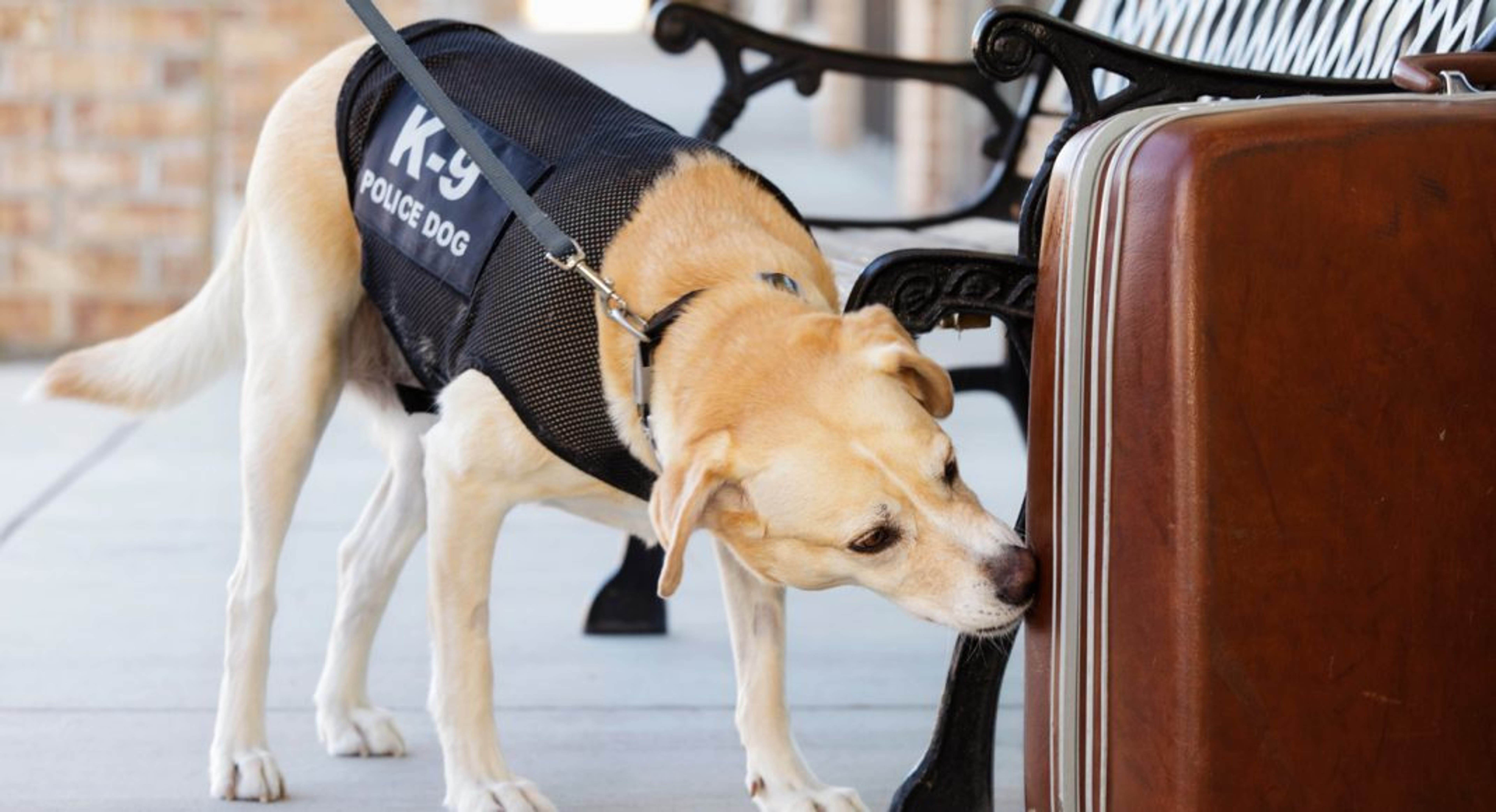 Can Drug Sniffing Dogs Smell Your Weed And Hash? How Accurate Are They?