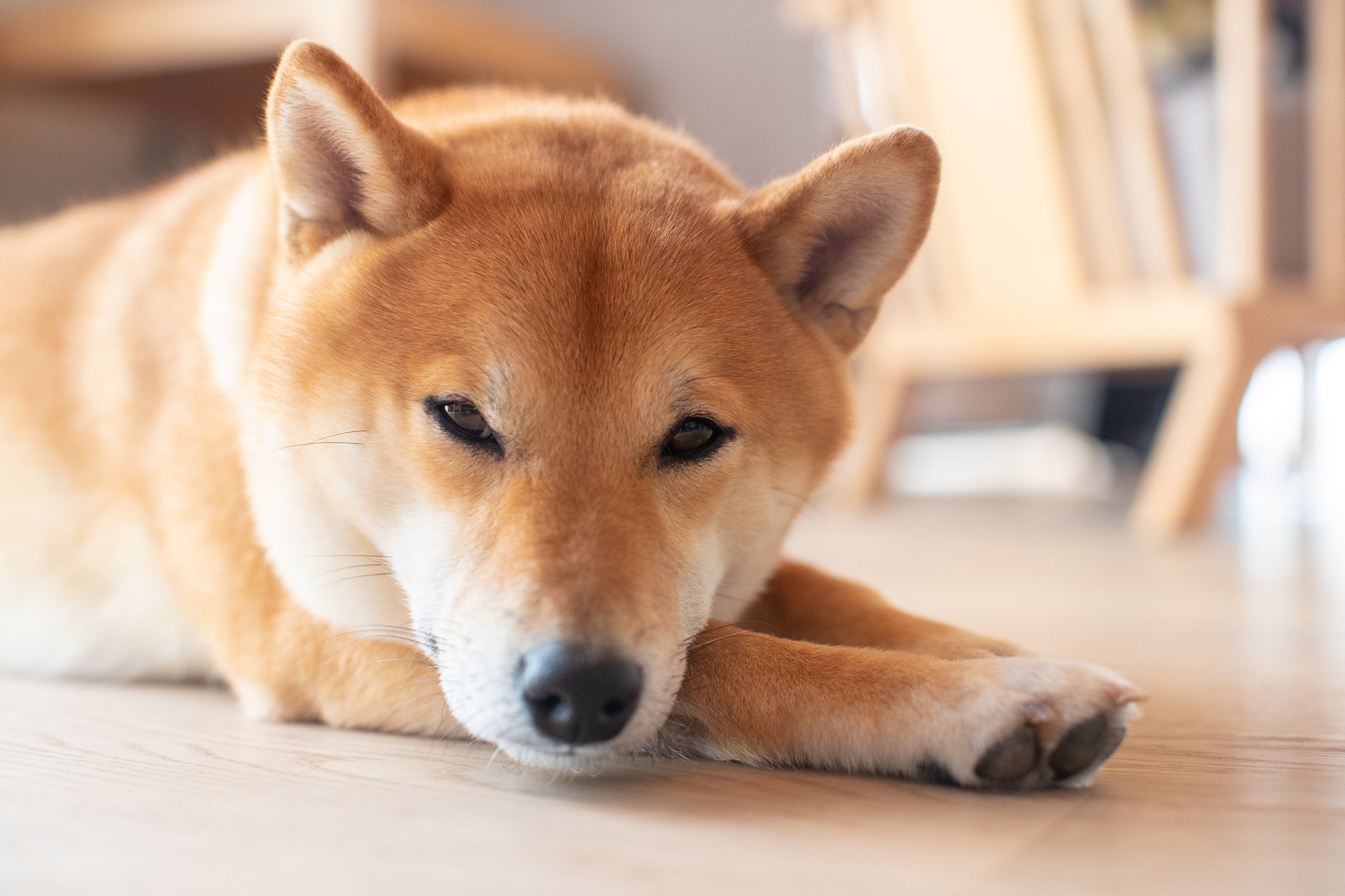 Shiba Inu Crypto Twitter - Nd2vow6xlzli9m - Details on how ...