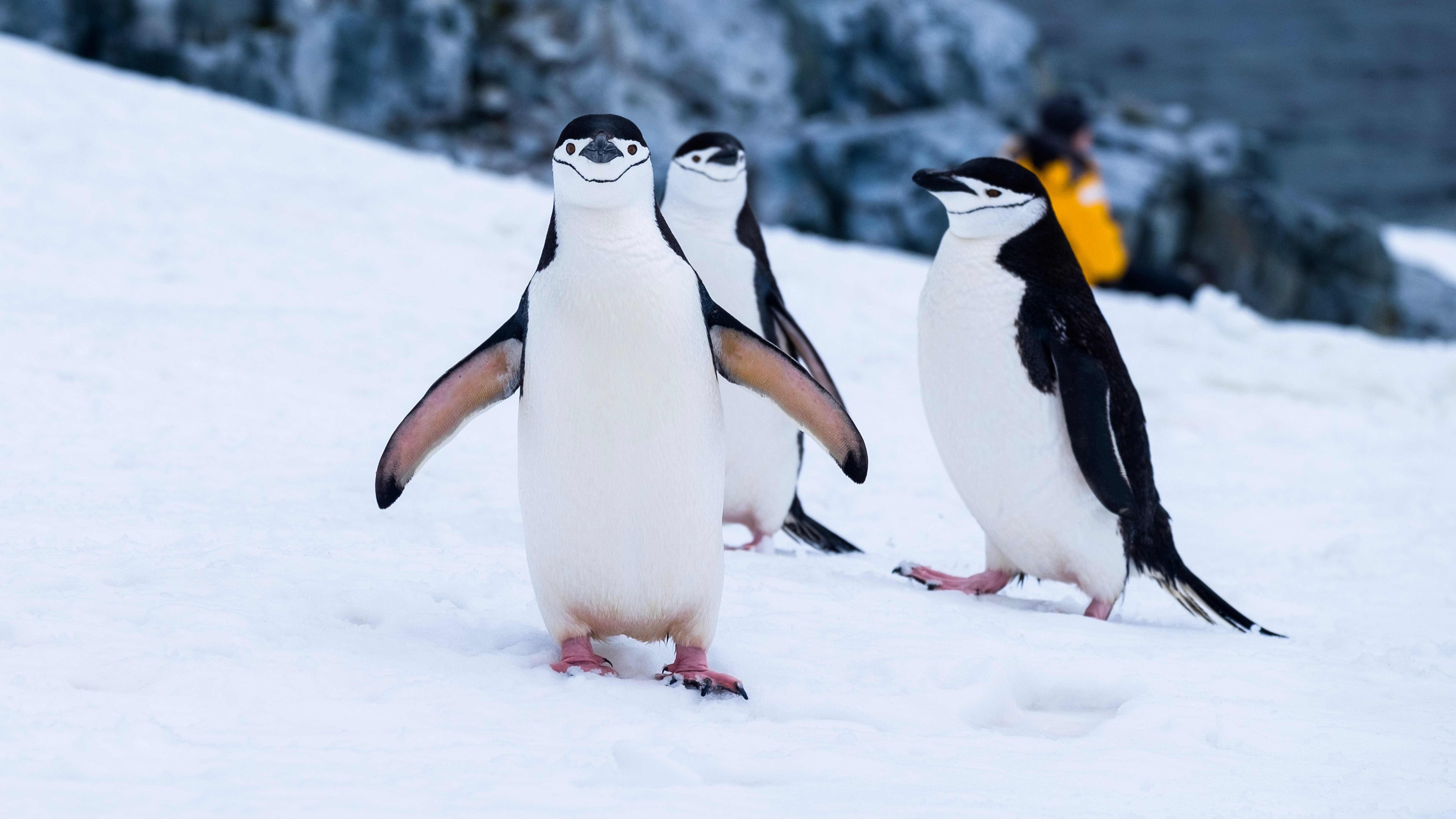 Pudgy Penguins Founders Sell Control: How New Leadership Is Boosting The Floor Price