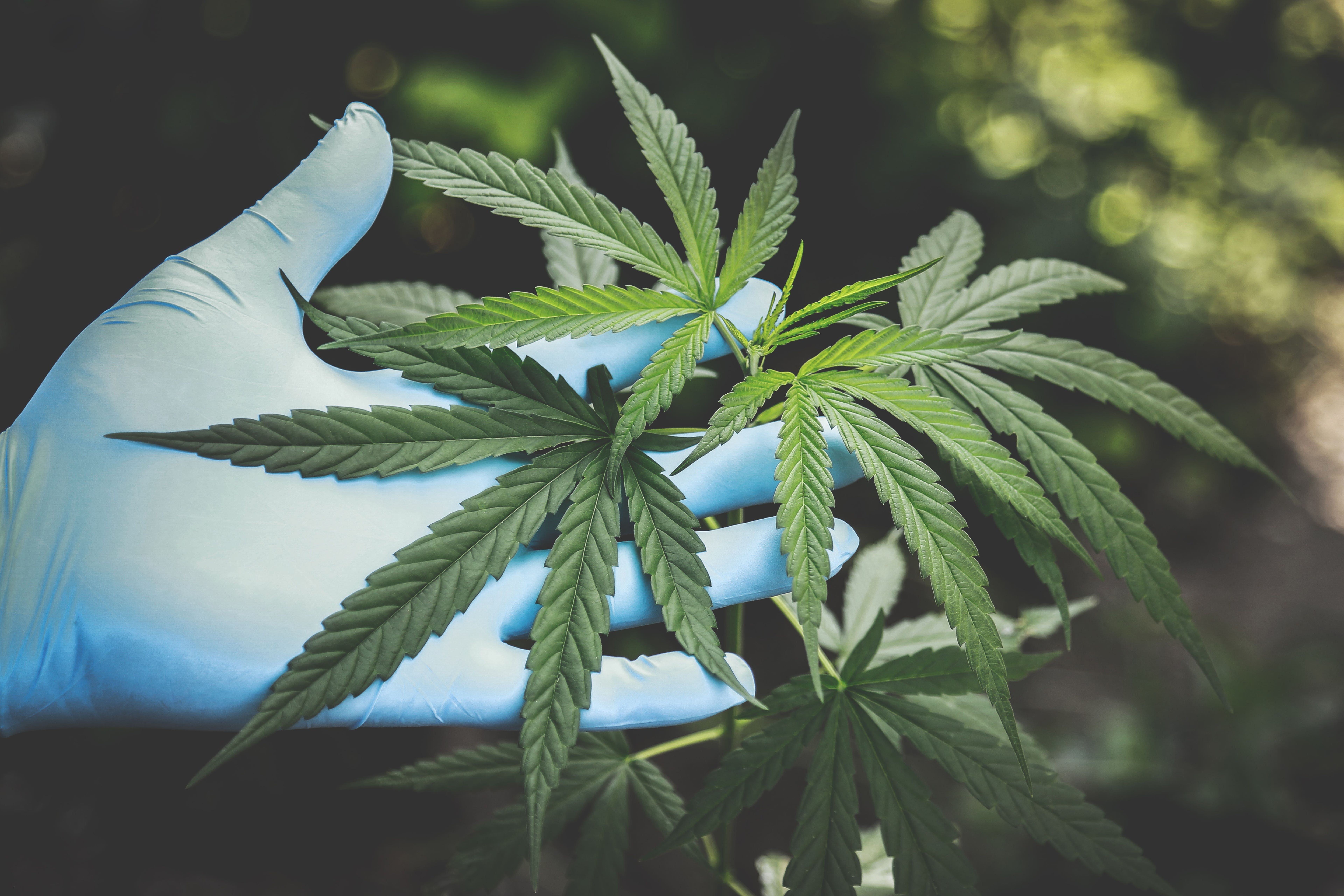 Cannabis Industry Leaders Discuss Innovation, Emerging Trends
