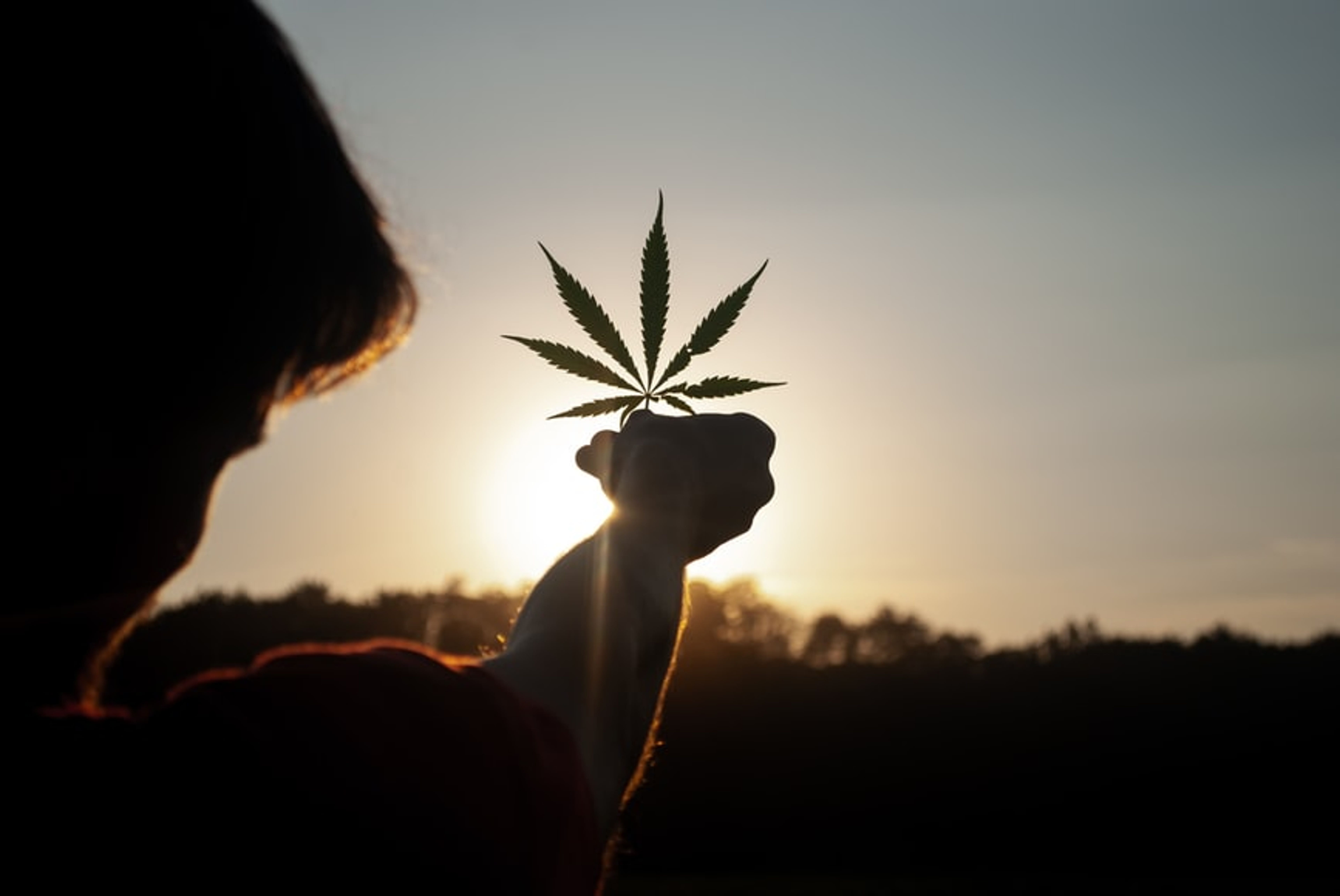 PR And SEO Pros Predict These 11 Cannabis Industry Trends In 2022