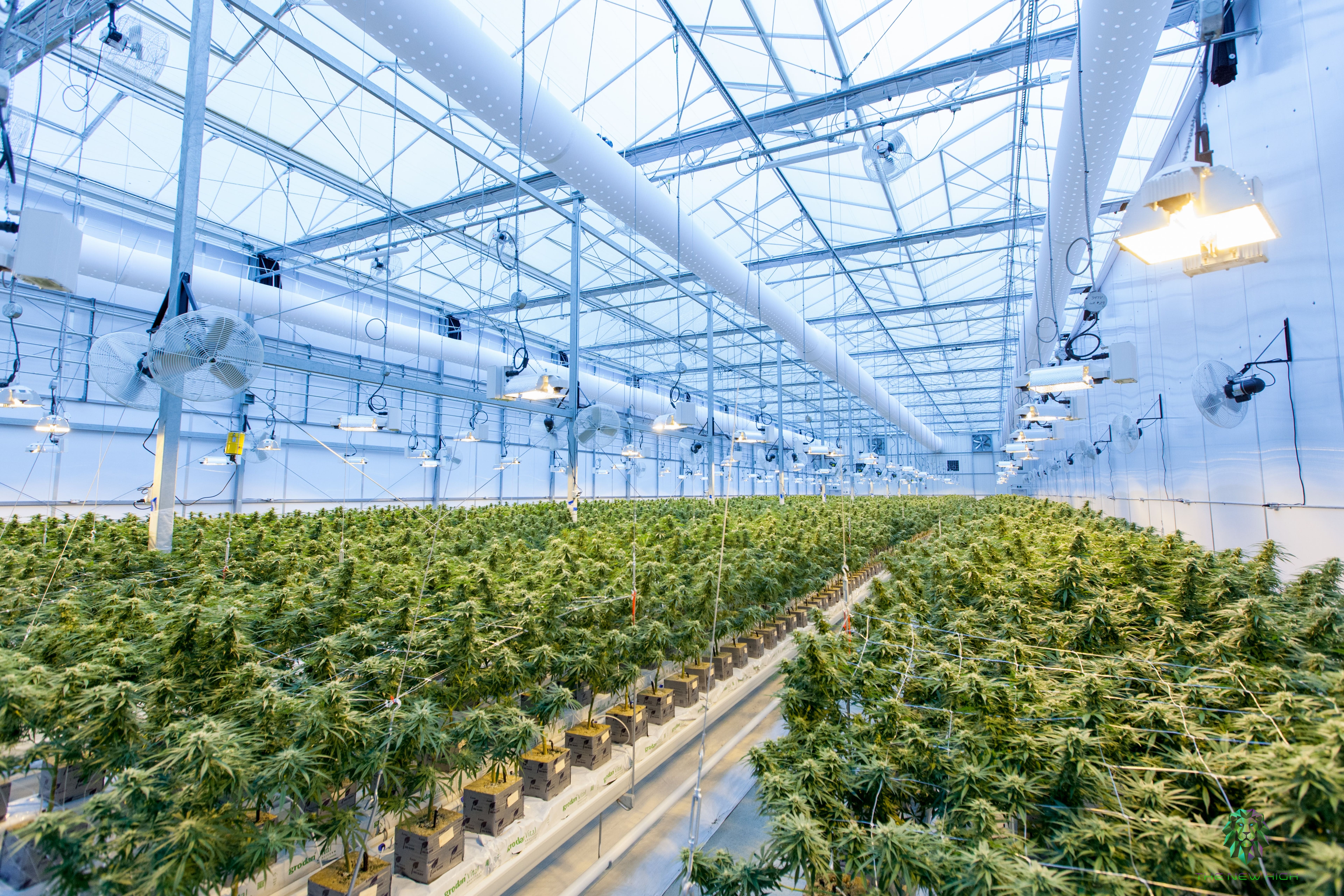 305 Farms&#39; $110M Indoor Cannabis Grow Facility To Bring Jobs And Weed To Michigan
