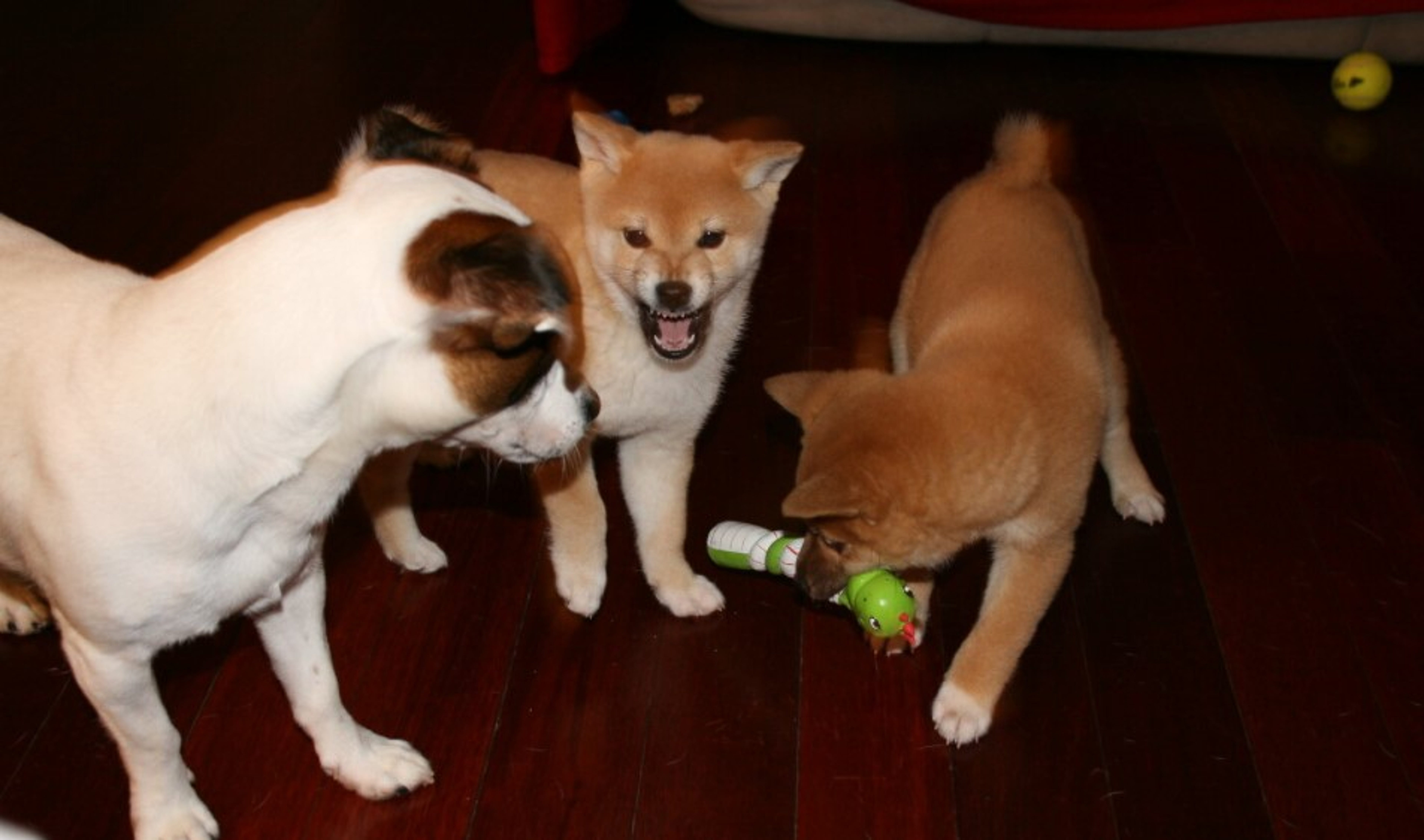 10 Things You May Not Know About Shiba Inu And Floki Inu