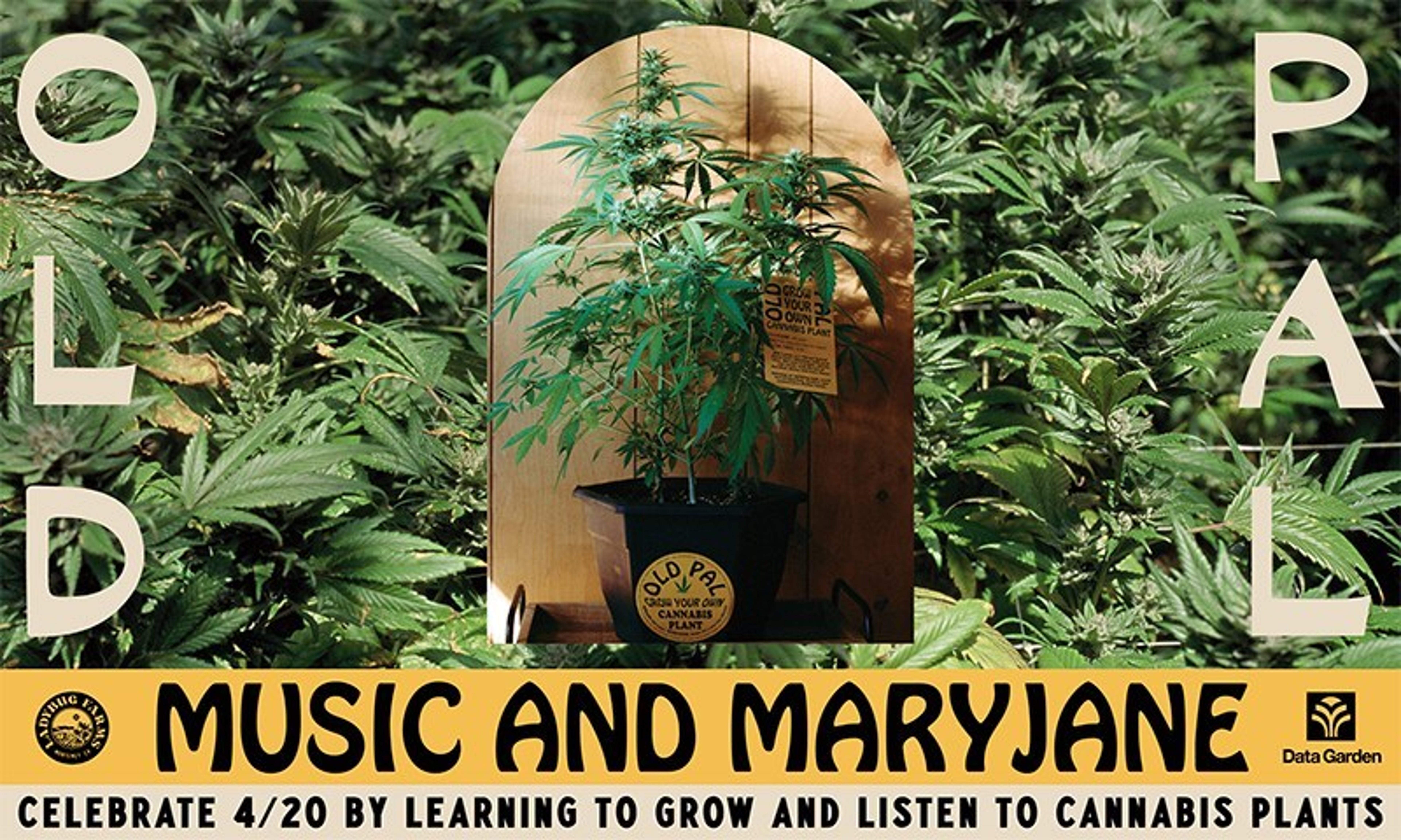 Old Pal &#39;Grow Your Own&#39; Initiative Set For 4/20, Partners With PlantWave To Make Music From Living Cannabis Plants