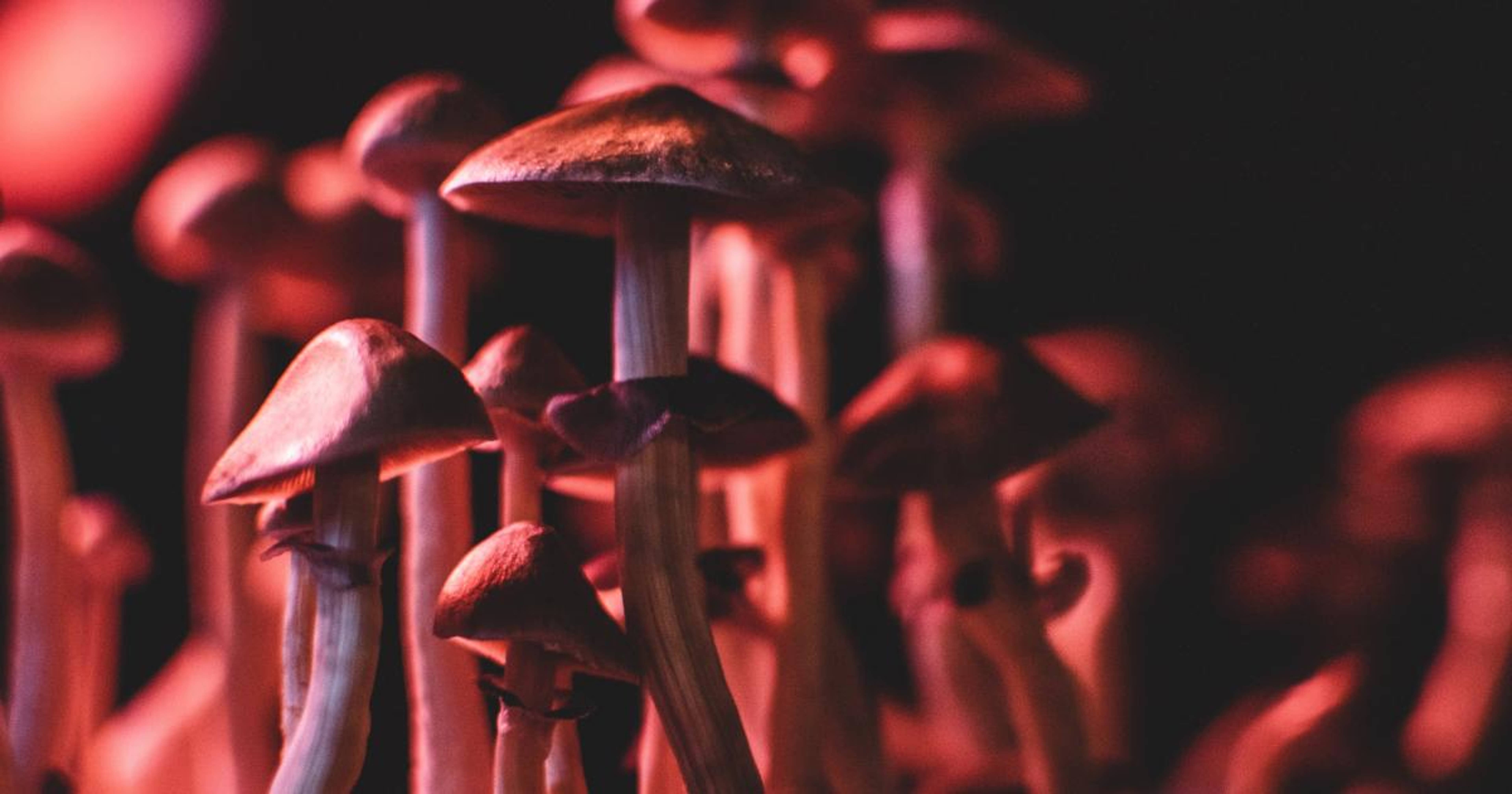 Connecticut Gov. Lamont Signs Budget Bill Including MDMA And Magic Mushrooms Provisions