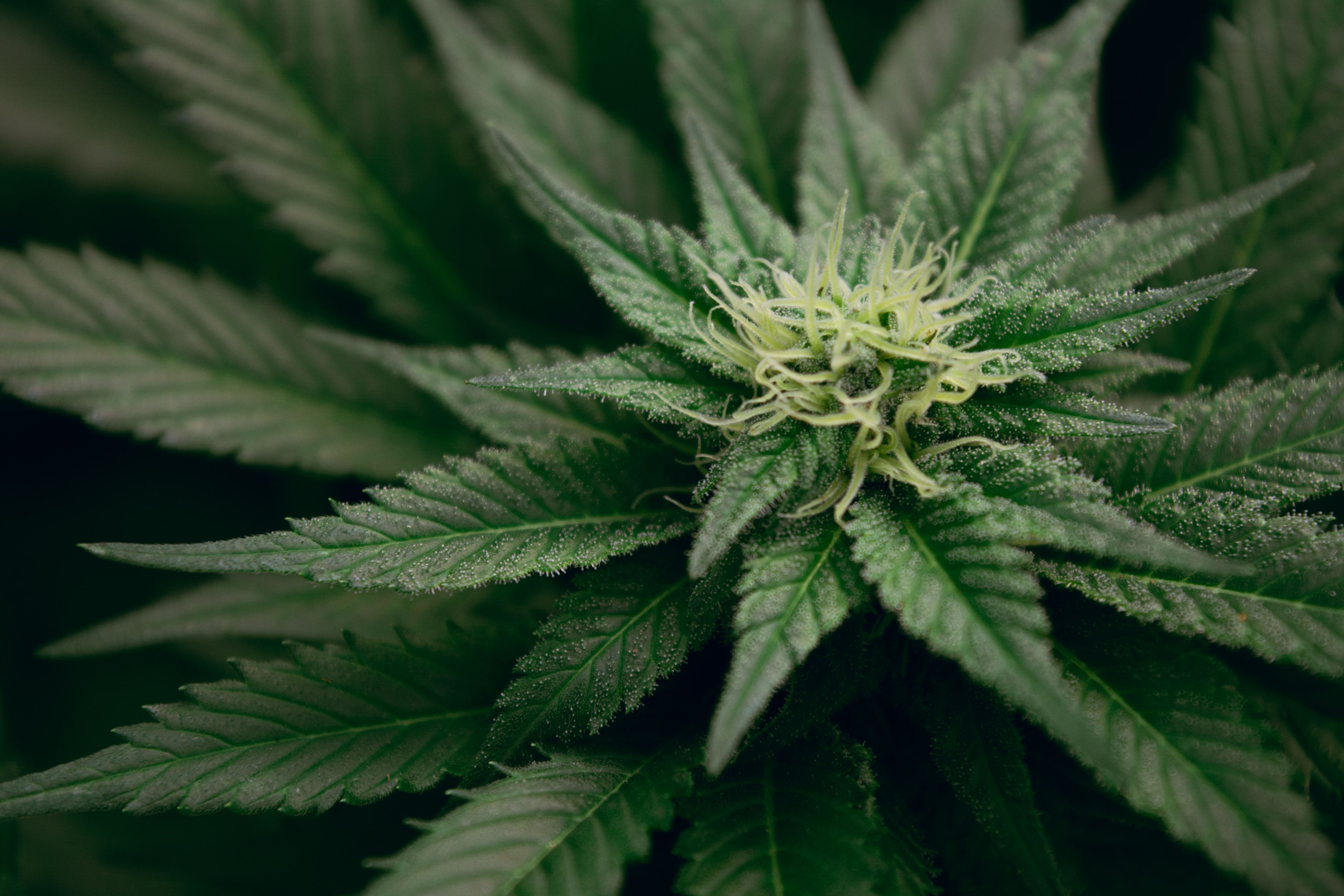 Cannabis Regulatory Update: Delaware, Connecticut, Oklahoma, Kansas &amp; Missouri