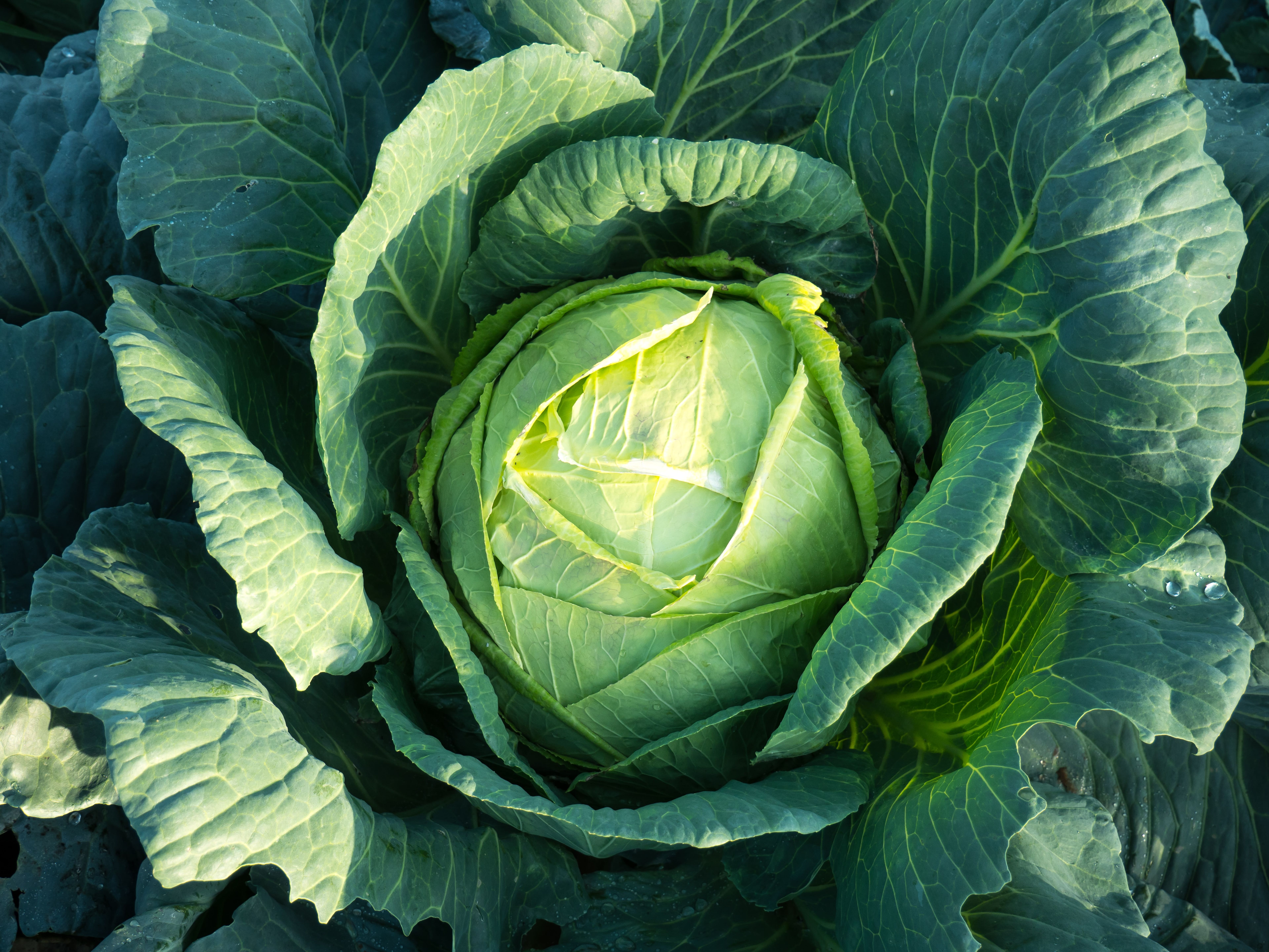 KFC Supply Woes In Australia Leads To Cabbage Scoring One Over Lettuce