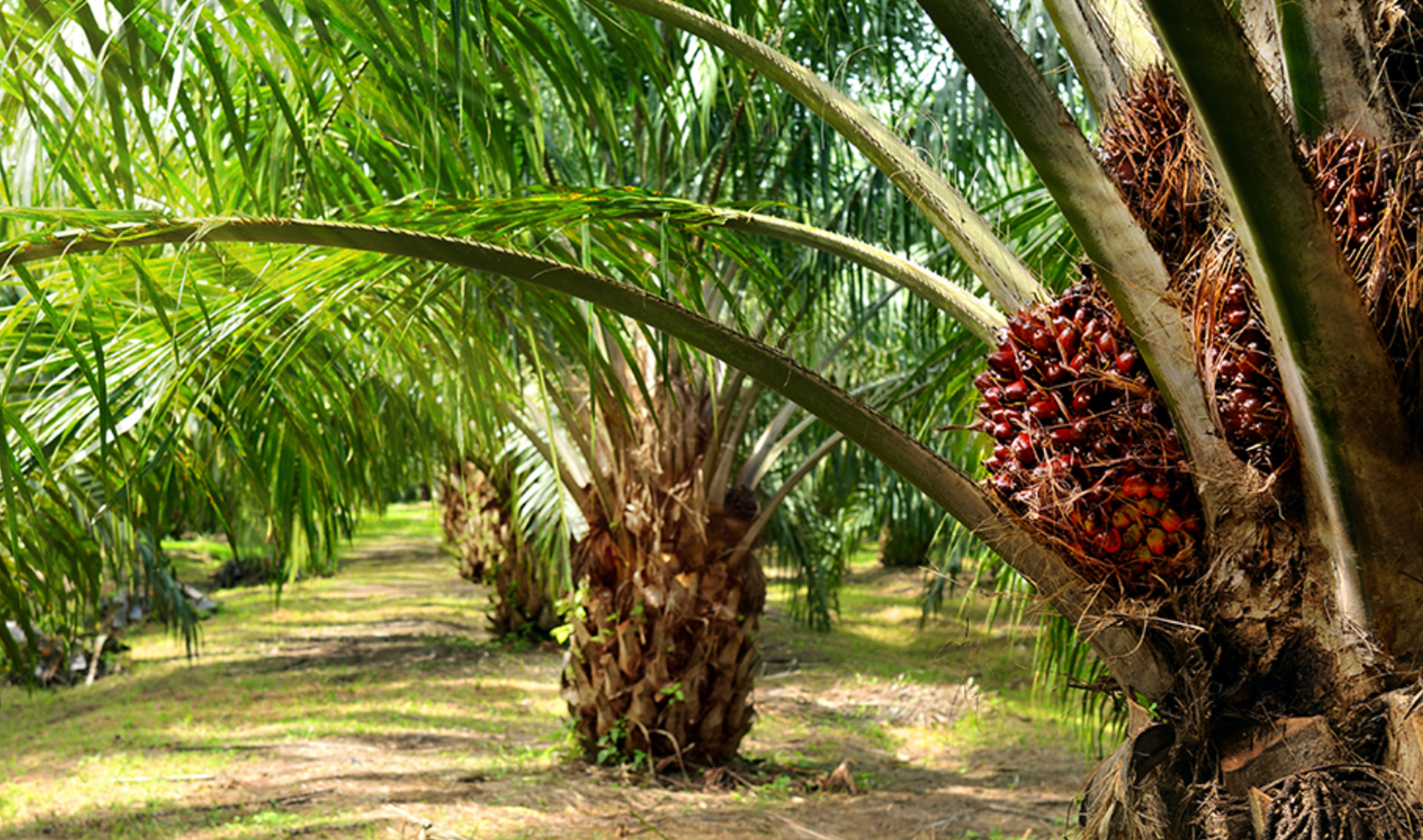 Palm Oil Monthly Update ‒ June 2022