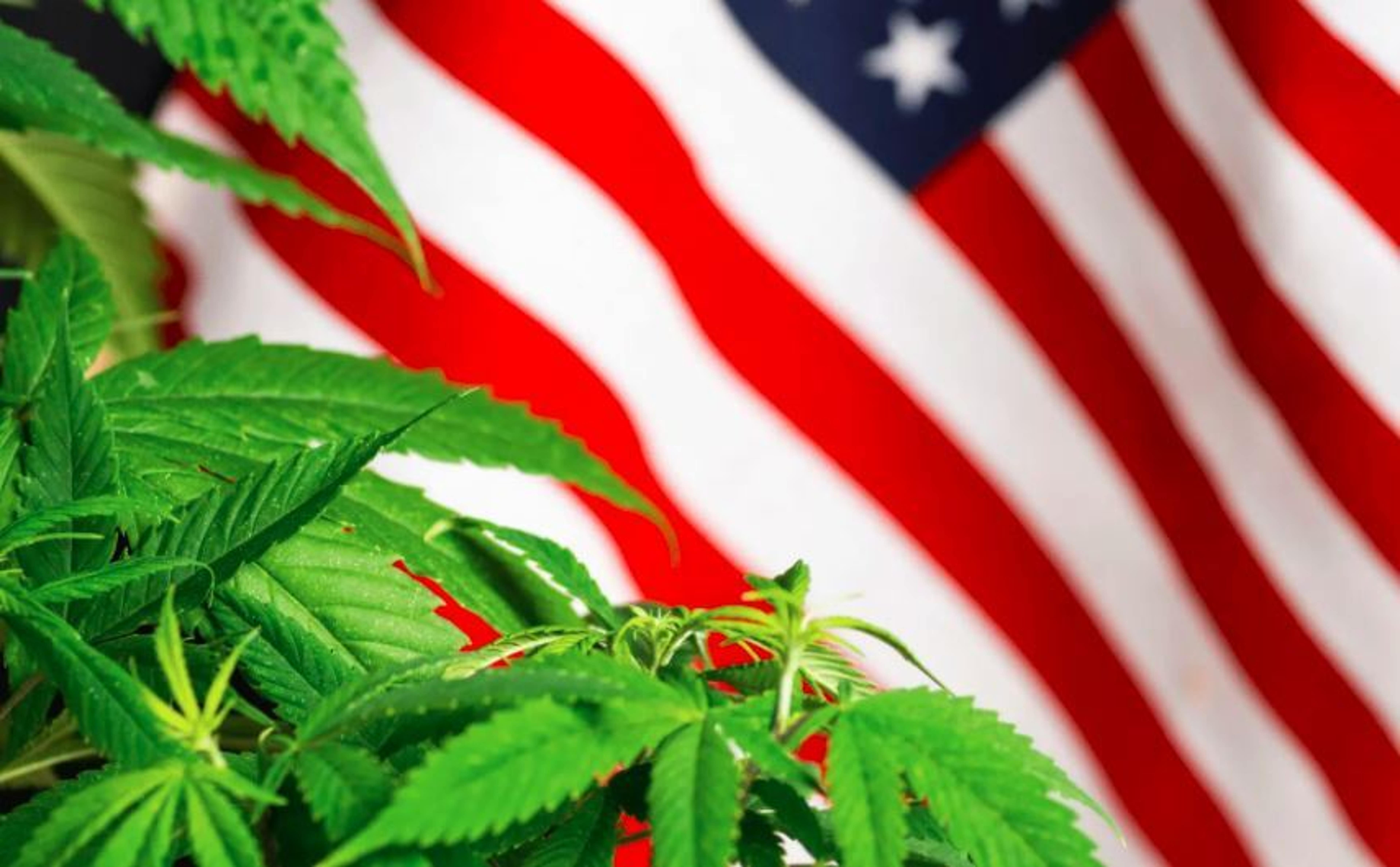 Cannabis Reg. Update: NY Cannabis Advisory Meets, Vermont Supports Drug Decriminalization, New Medical Cannabis Bill San Francisco