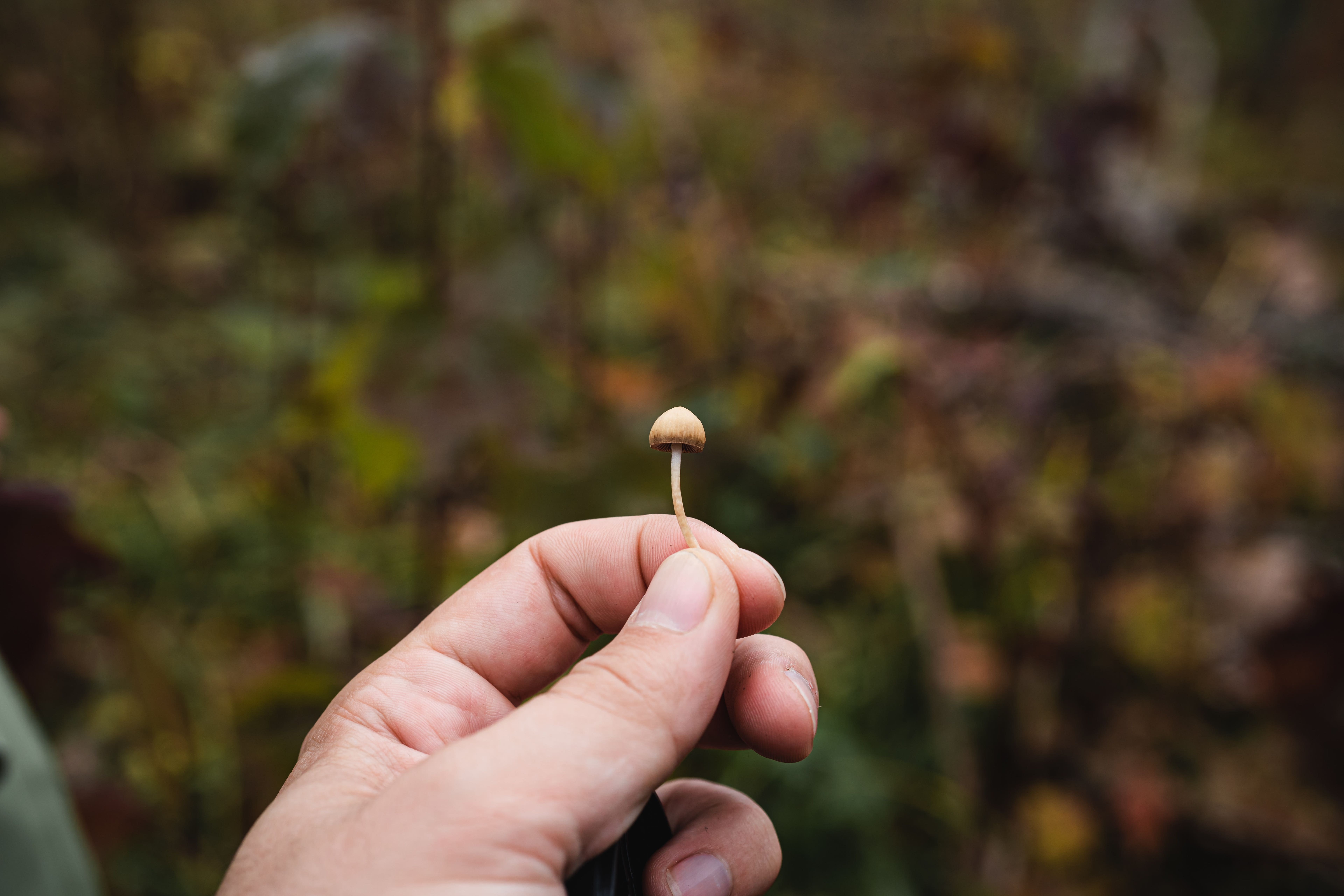 Will This Cannabis Company Also Become A Psilocybin Producer And Facilitator? Here&#39;s What They&#39;re Thinking