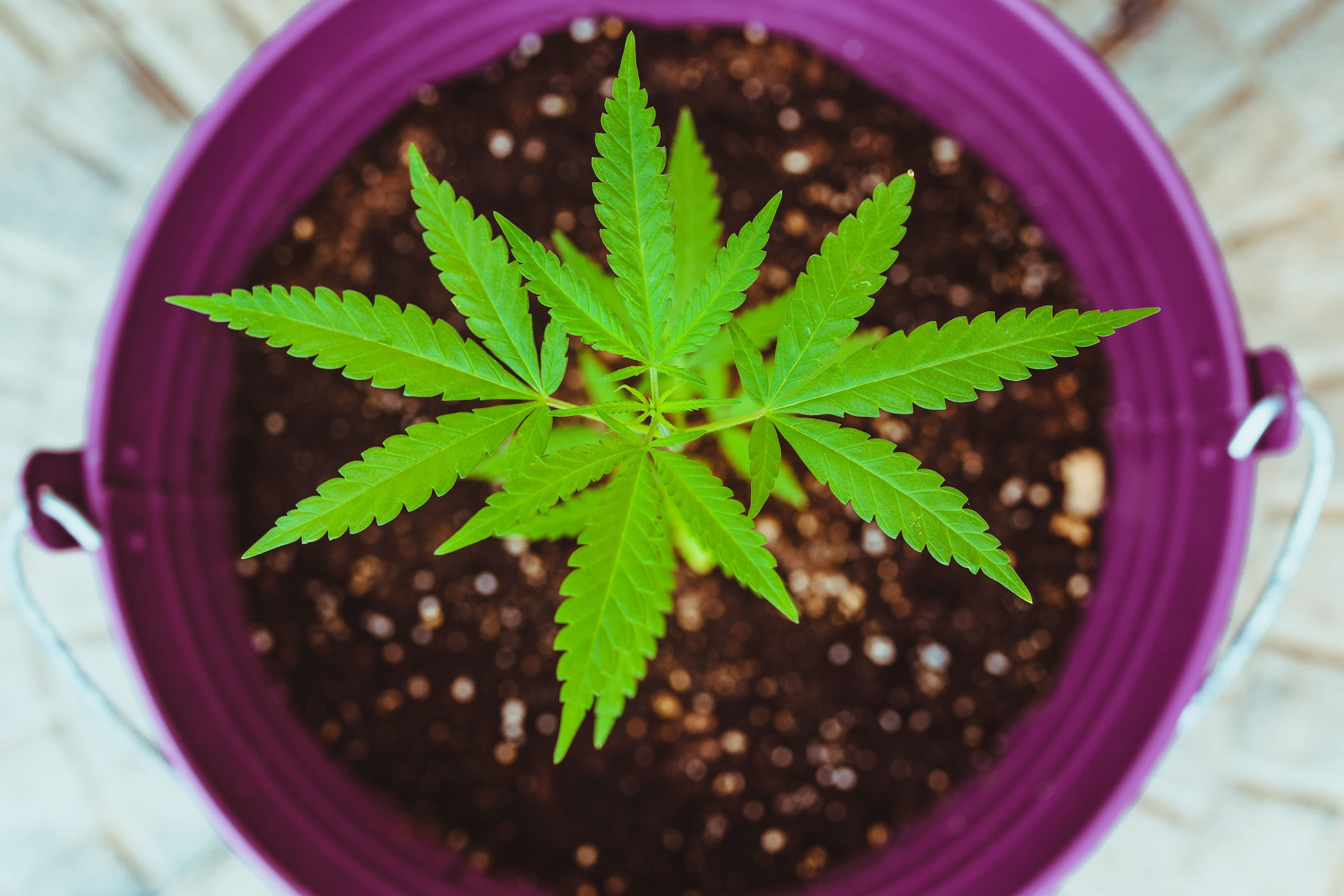 Cannabis Cultivation At Home Is On The Rise, Here&#39;s What A New Report Says