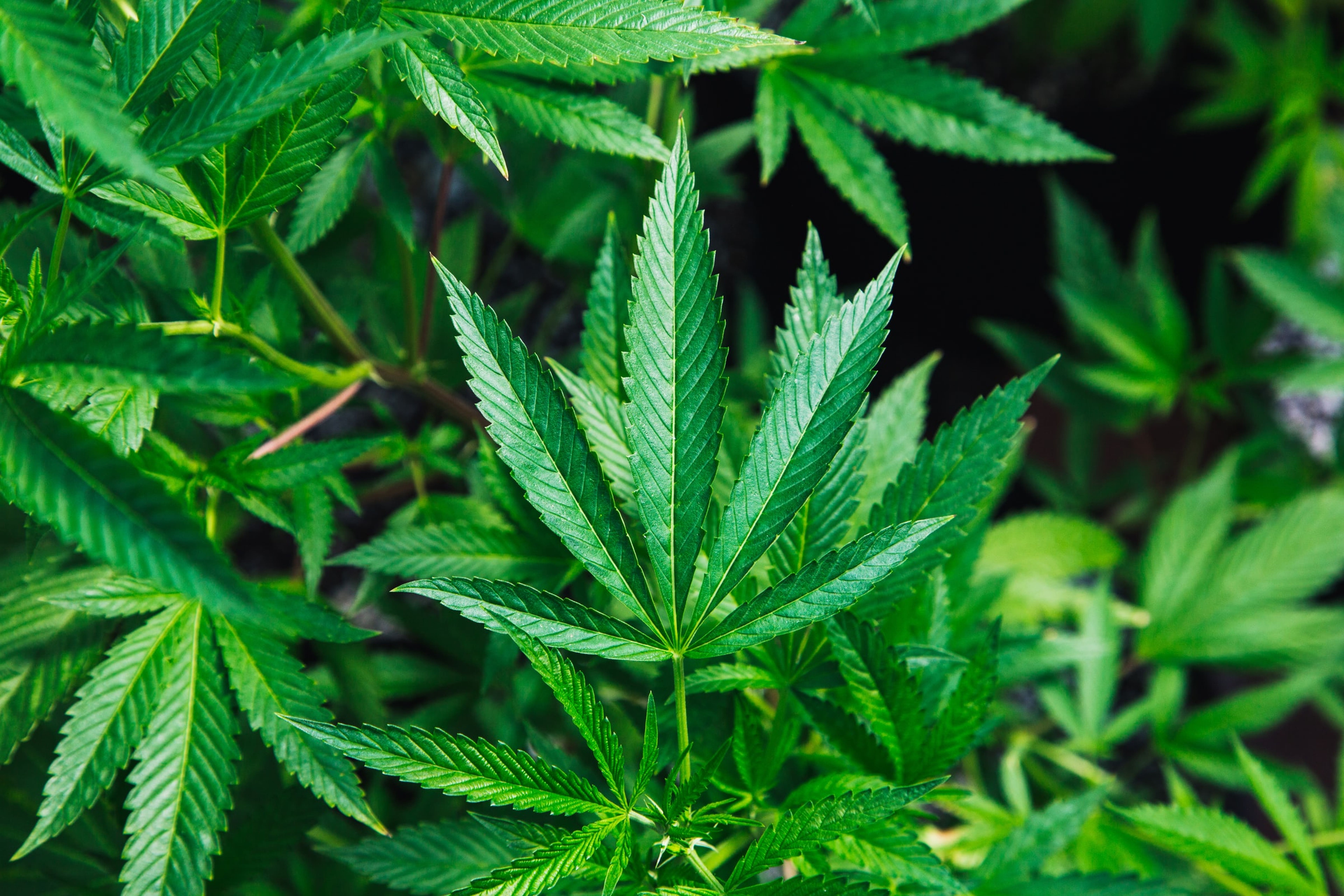Cannabis Regulatory Update: Missouri Legal Marijuana Campaign, California &#39;Weed&#39; Bills, Hempcrete In Zimbabwe