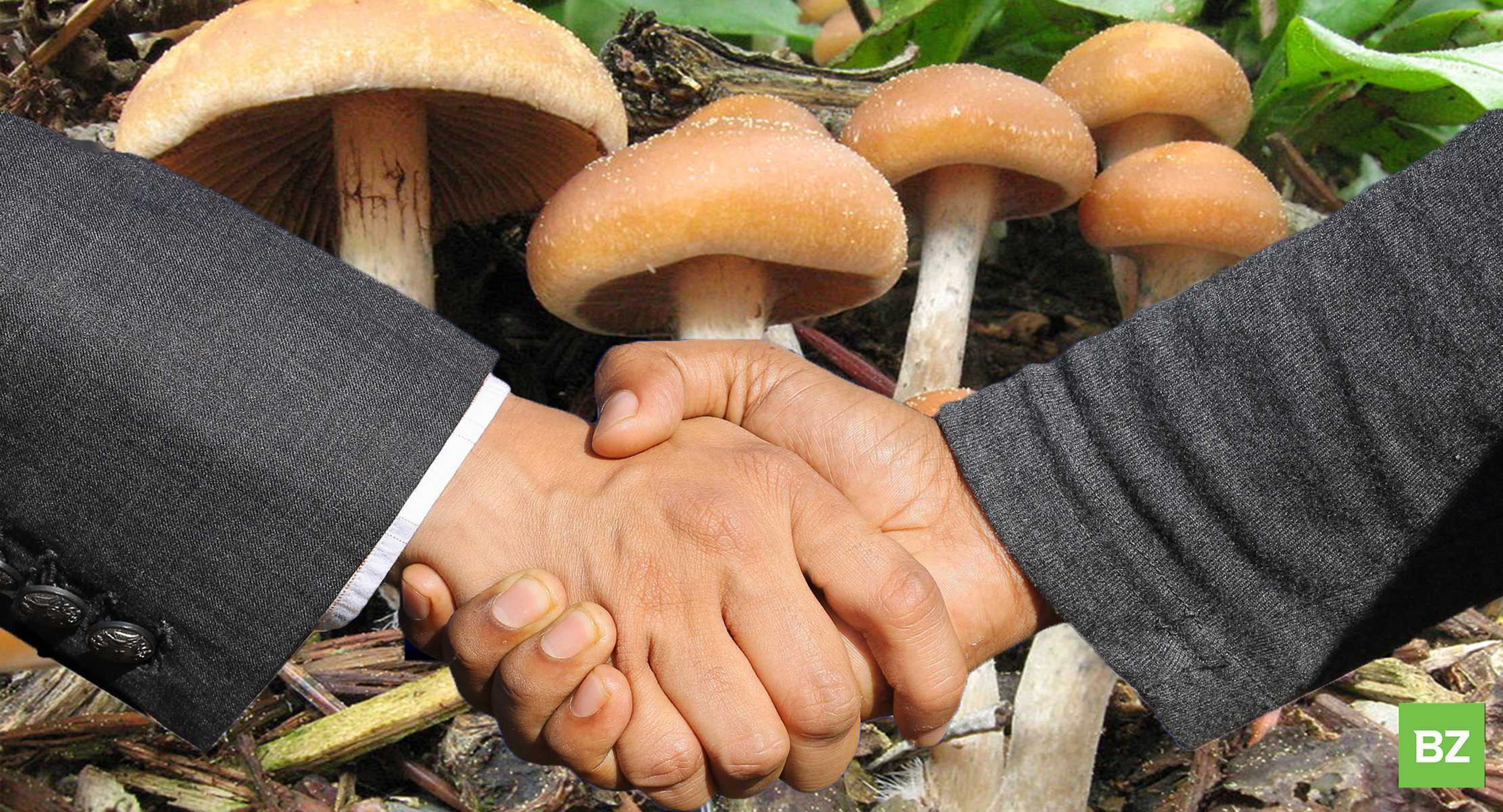 Psychedelic Mushrooms Are Going Global: Supply Deal With UK-Based Wellness Company Moves Forward