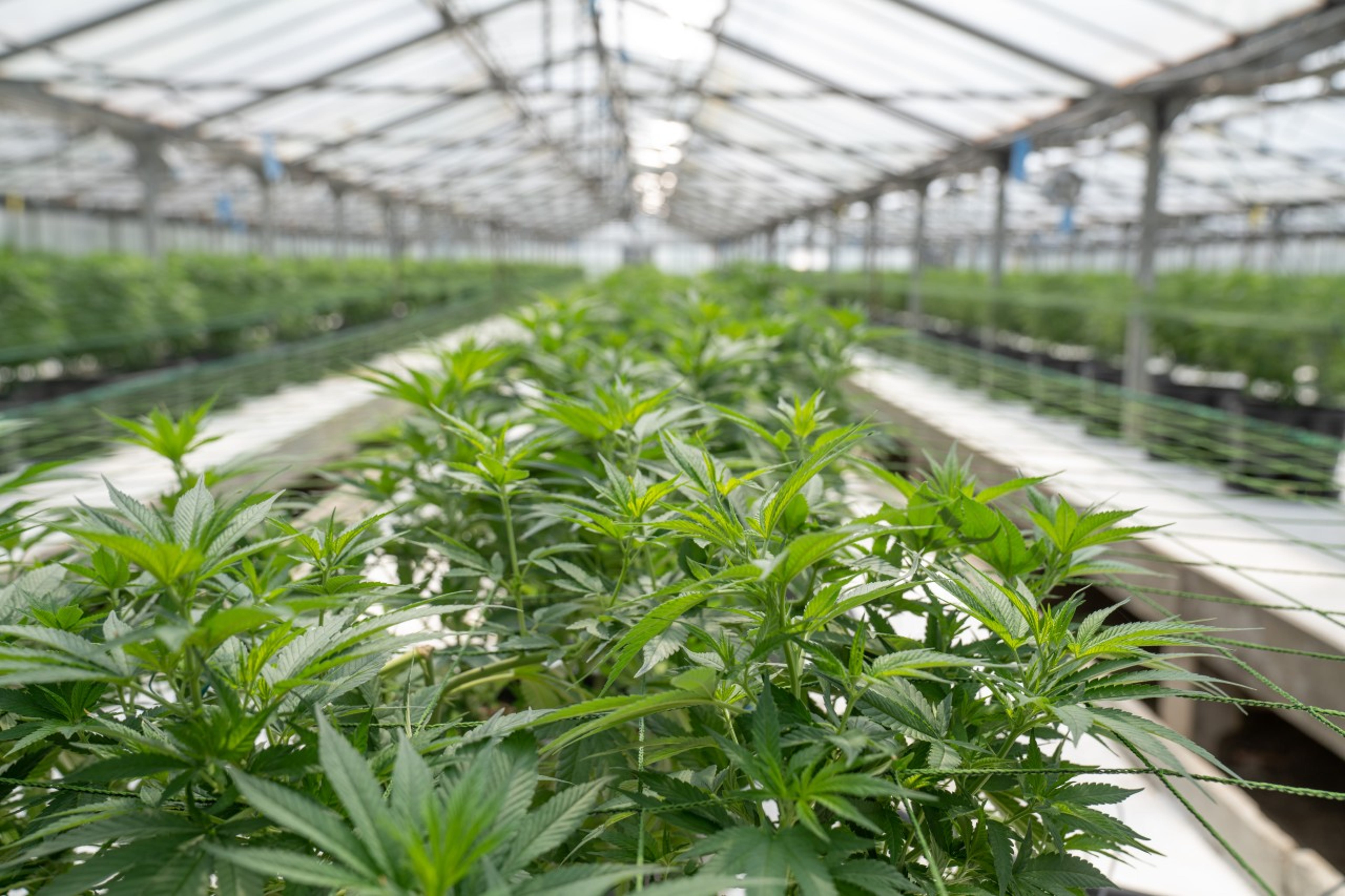 Medical Marijuana Signs Distribution Agreement With Complete Hemp Technologies