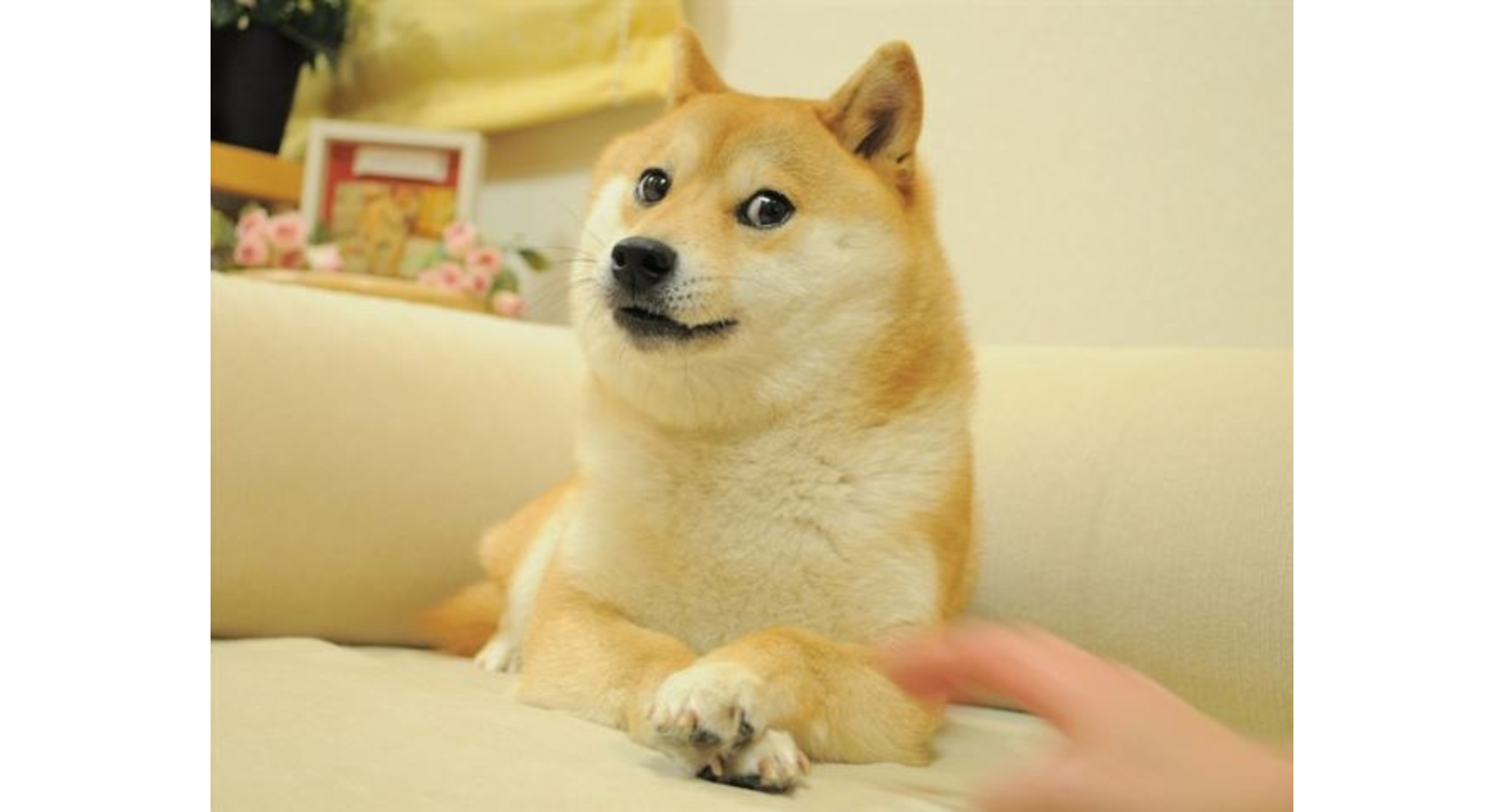 Much WOW! Couch From Doge Meme Can Be Yours In New Auction, Here&#39;s How