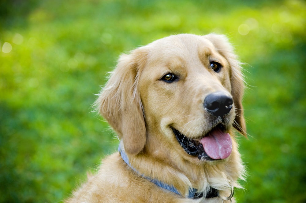 Chewy's Loyalty Engine, $1B Pharmacy Business Have JPMorgan Staying Bullish Before Q1