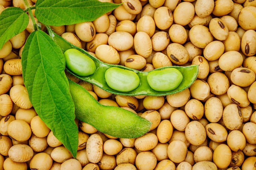 Soy bean, close up. Open green soybean pod on dry soy beans background.