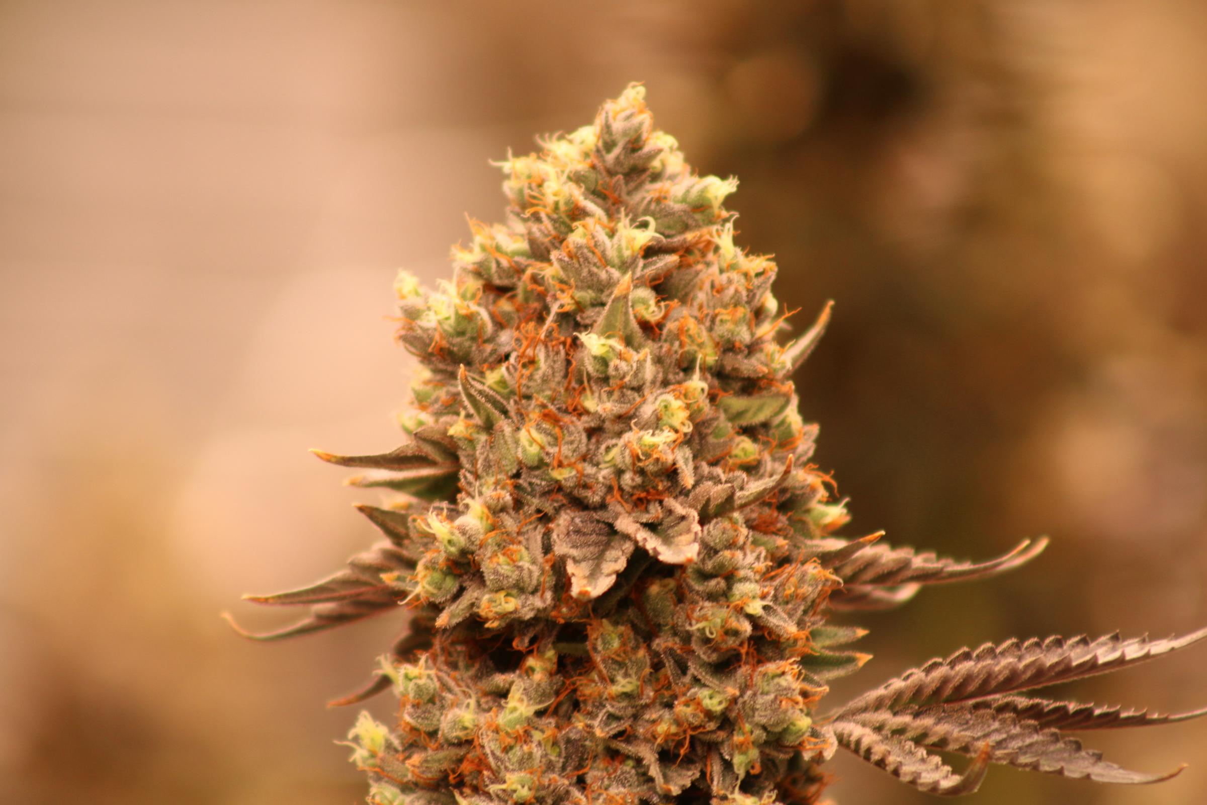 nostalgia_cultivation_12_1.jpg